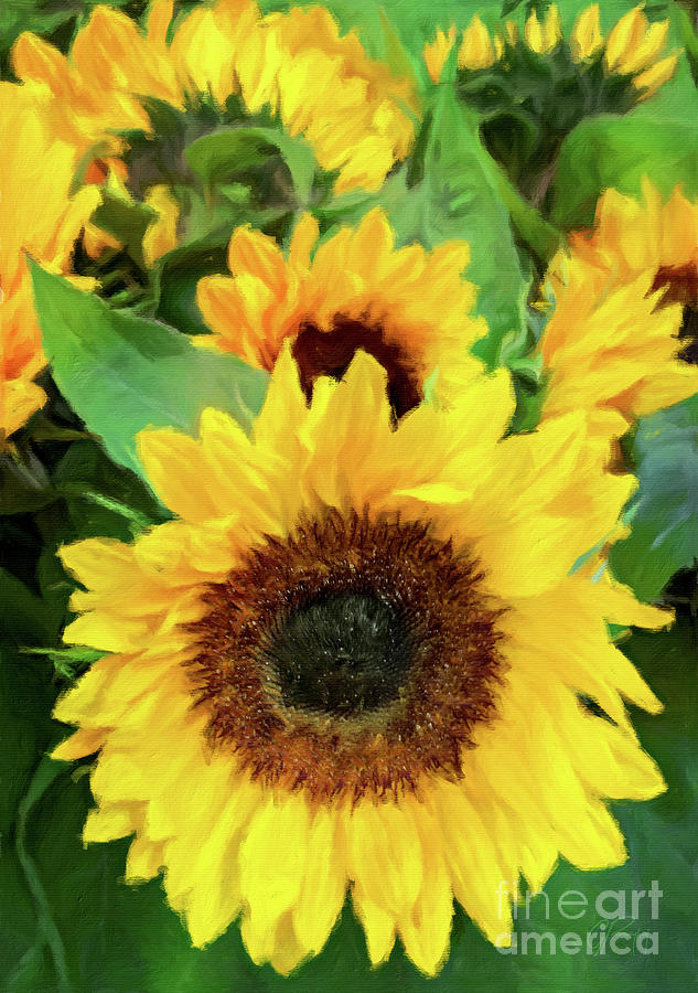 Radiantly Beautiful - Sunflowers Photograph by Gabriele Pomykaj