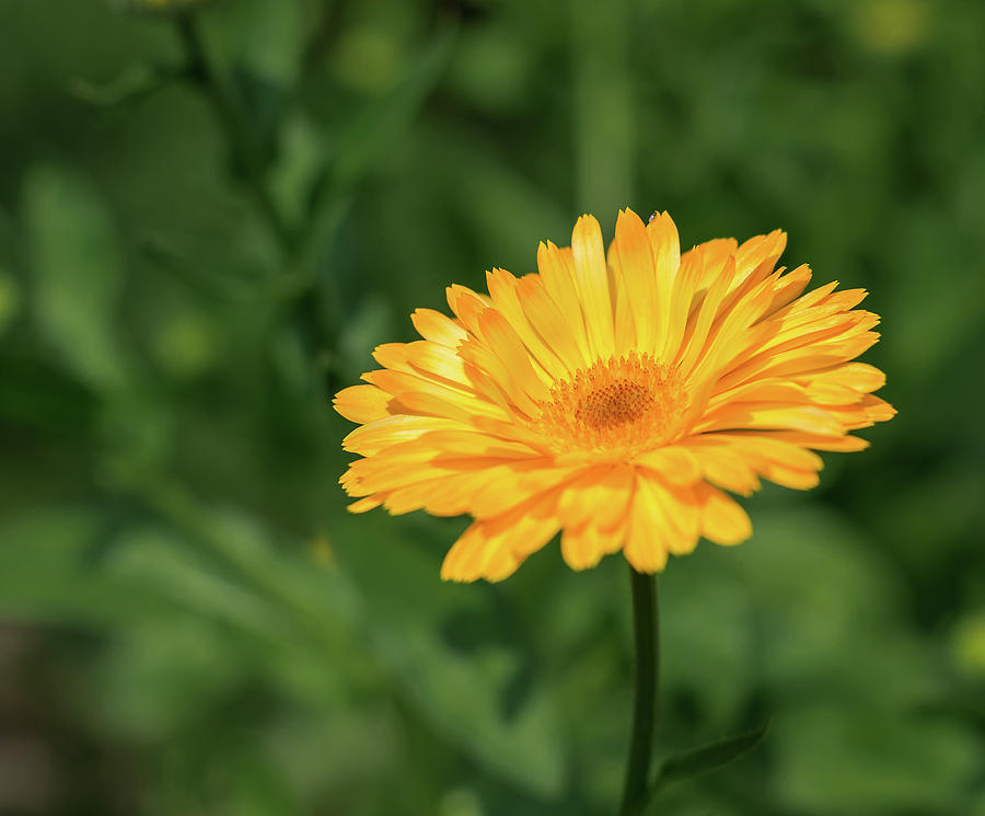 Radiant Summer Flower Soaking It Up by Will Bailey Radiant Summer Flower Soaking It Up by Will Bailey