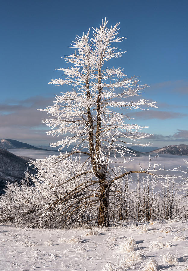 Radiate by Andrew Gordon Radiate by Andrew Gordon