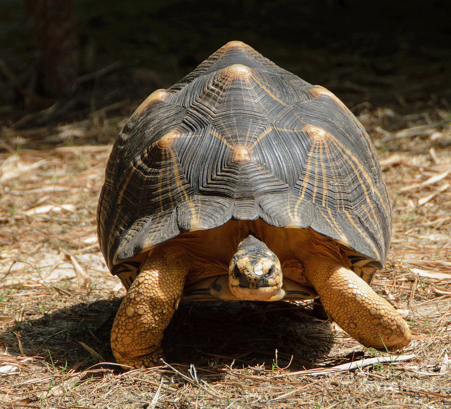 Radiated Tortoise Photograph by Alicia BRYANT - Fine Art America