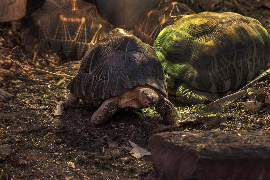 Radiated Tortoise Photograph by Doc Braham