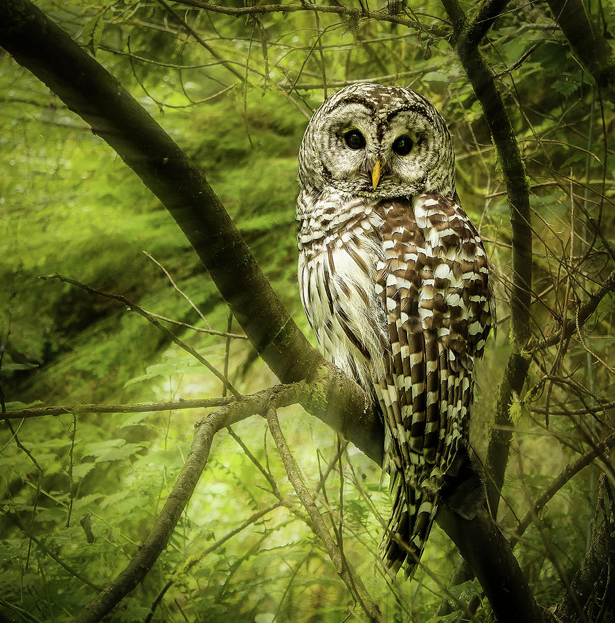 Radiating Barred Owl Photograph by Jean Noren