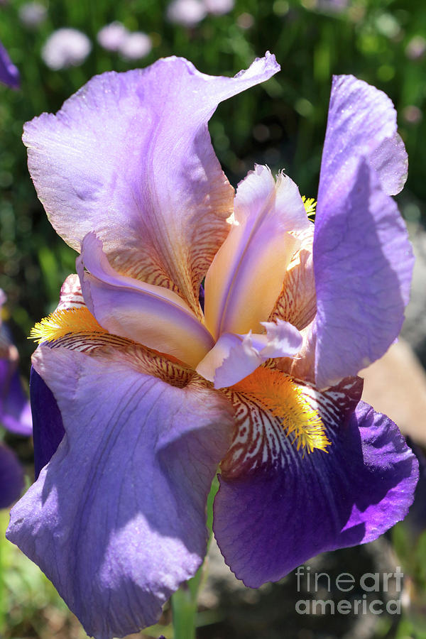 Radiating Iris Photograph by Carol Groenen