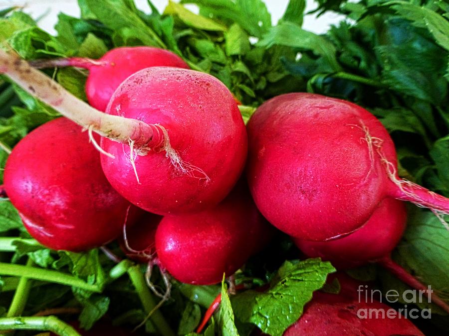 Vegetable Photograph - Radish Bottoms by Dee Flouton