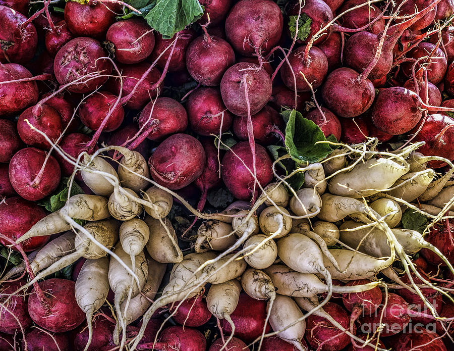 Radishes at the Market Photograph by Nick Zelinsky Jr