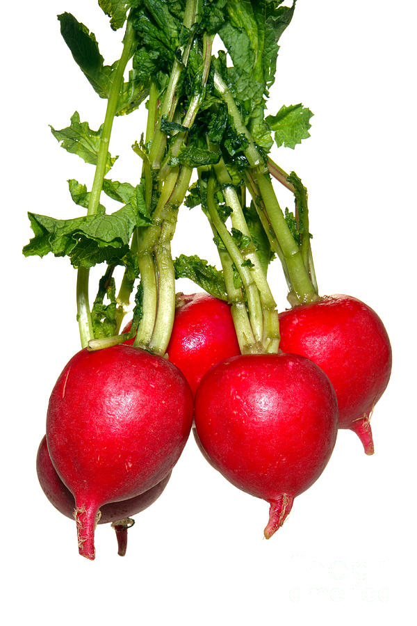 Vegetable Photograph - Radishes by Olivier Le Queinec