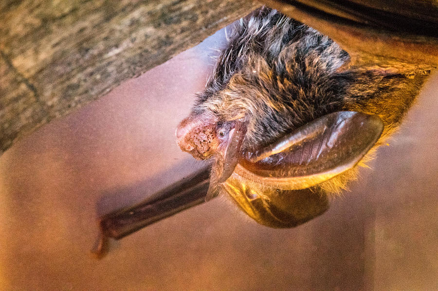 Rafinesqii Big Eared Bat In Profile Photograph