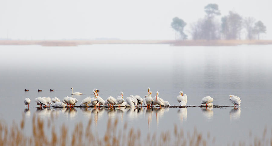 Raft of Pelicans at Blackwater NWR Photograph by Jack Nevitt