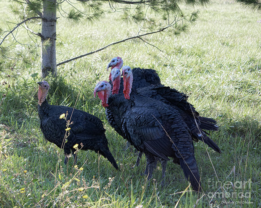 Rafter of Wild Turkeys Photograph by Barbara McMahon