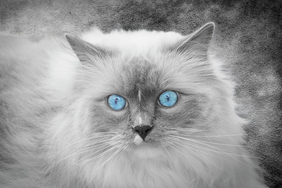 Rag Doll Cat Selective color Photograph by Lowell Monke