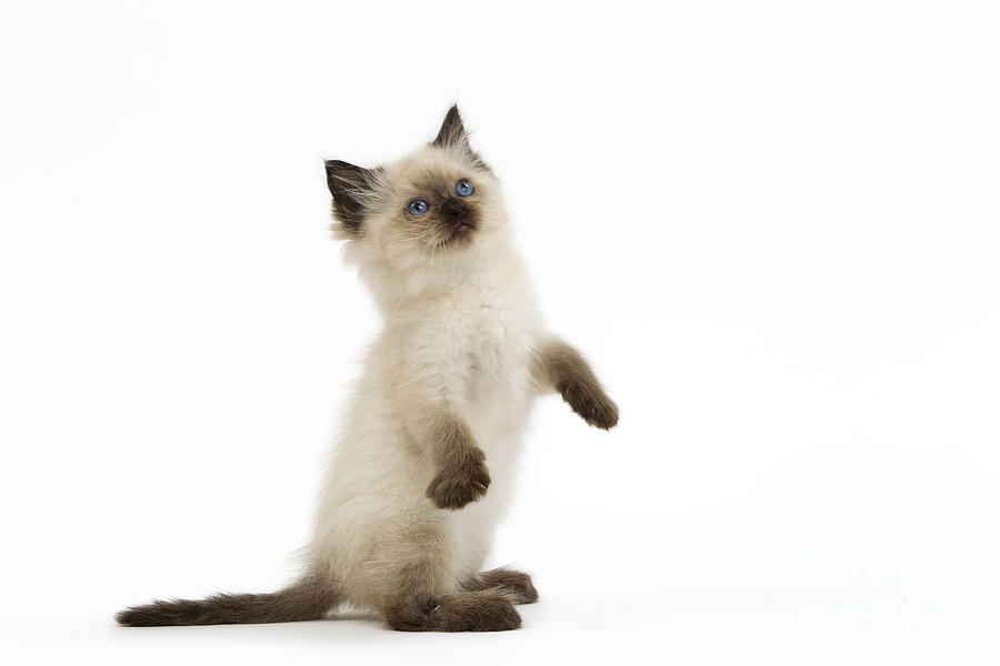 Ragdoll Kitten Photograph by Jean-Michel Labat