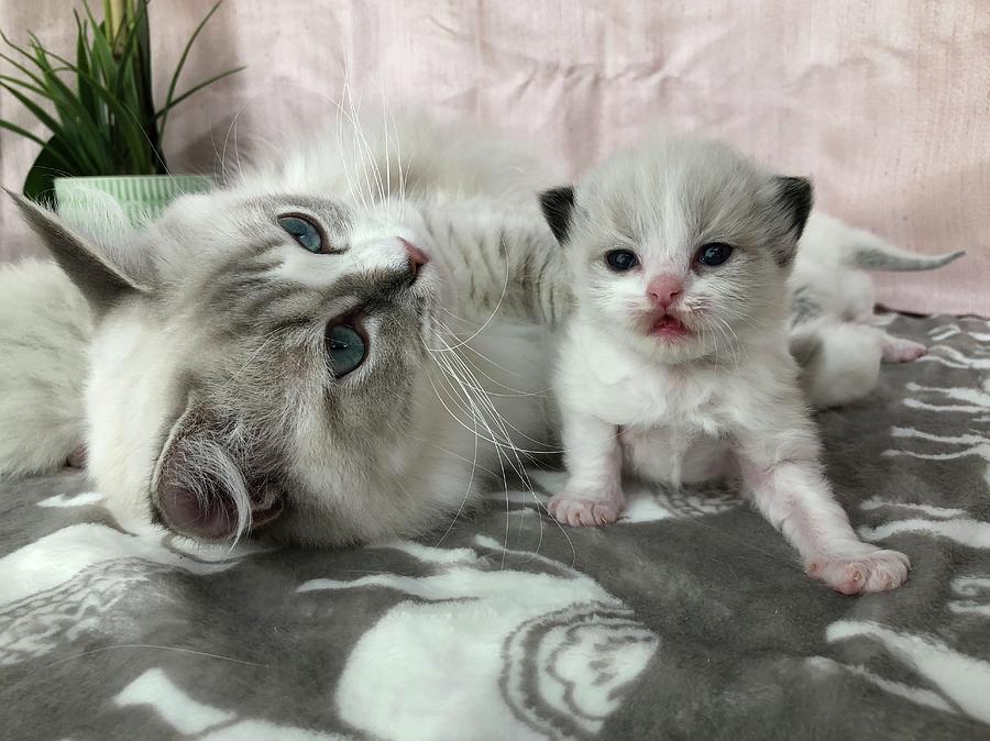 Ragdoll Mom and Kitten Photograph by Flower Baby Ragdolls - Fine Art ...