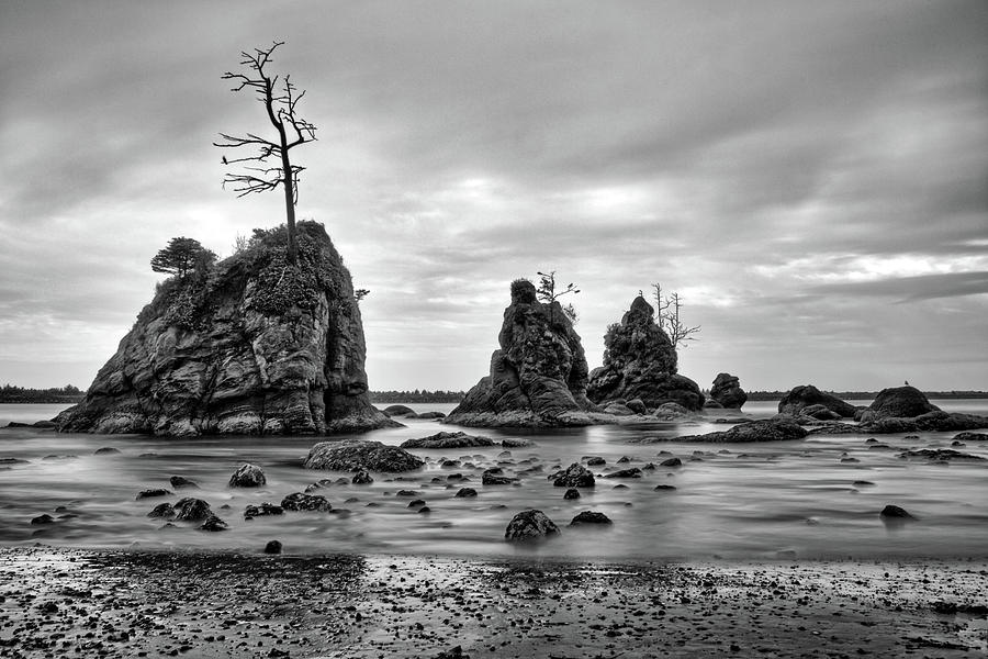Ragged Beach Tree Photograph by Jedediah Hohf