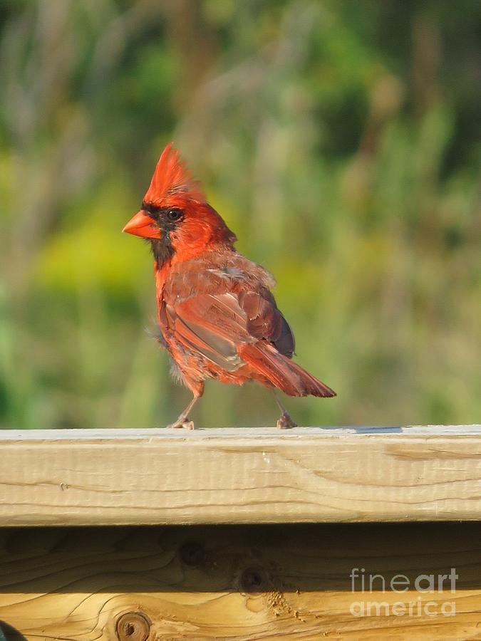 Ragged Cardinal Photograph by Diana Rajala