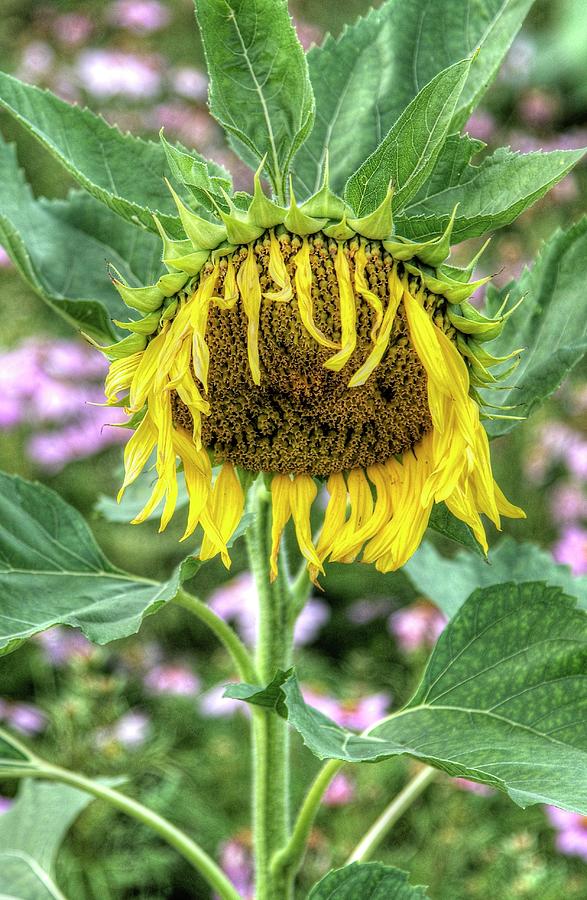 Raggedy Ann Sunflower Photograph by Blaine Owens