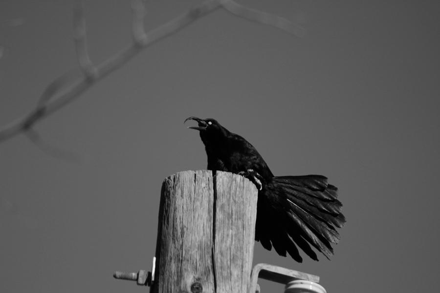 Raging Crow Photograph by Colleen Cornelius