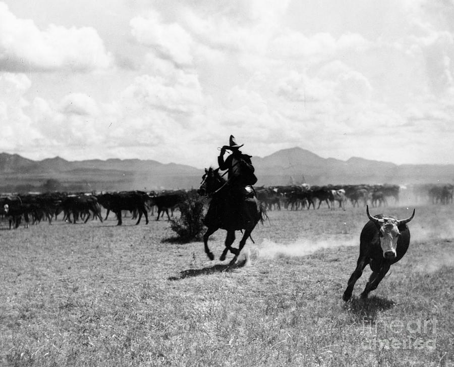 Black And White Photograph - Raguero cutting out a cow from the herd by Raguero cutting out a cow from the herd