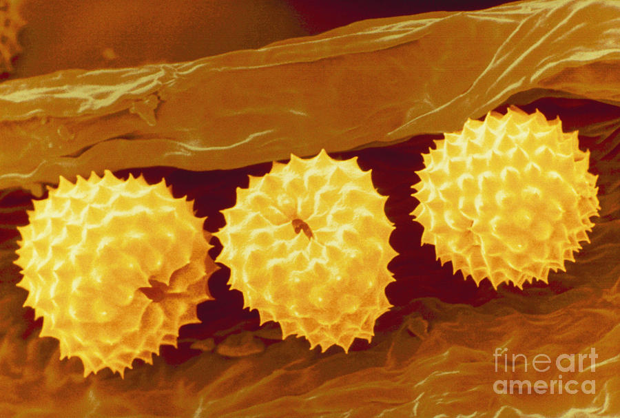 Ragweed Pollen Sem Photograph by Scimat