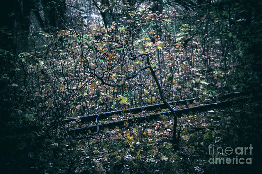 Rail by Ana Mireles Rail by Ana Mireles