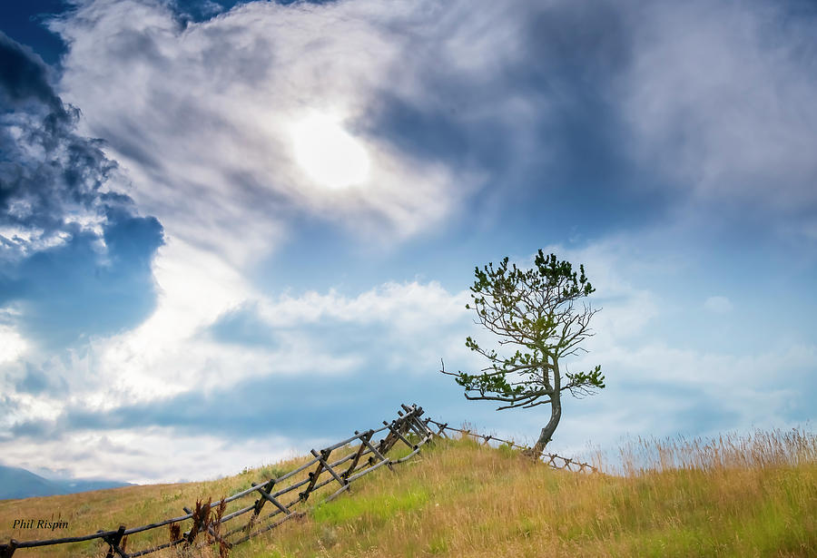Landscape Photograph - Rail Fence and a Tree by Phil And Karen Rispin