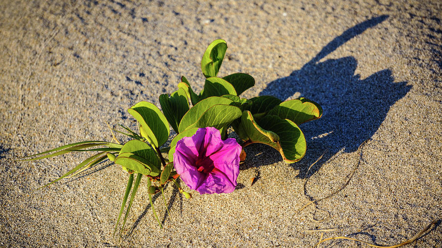 Railroad Vine Flower Delray Beach Florida #1 Photograph by Lawrence S Richardson Jr