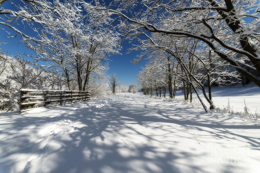 Rail trail on snowy day Photograph by Dan Friend