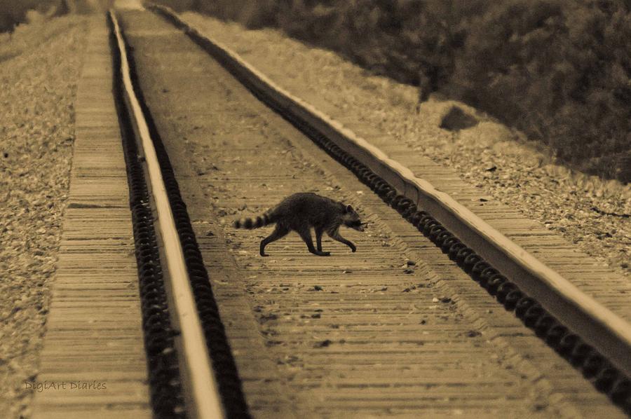 Nature Photograph - Railroad Bandit by DigiArt Diaries by Vicky B Fuller