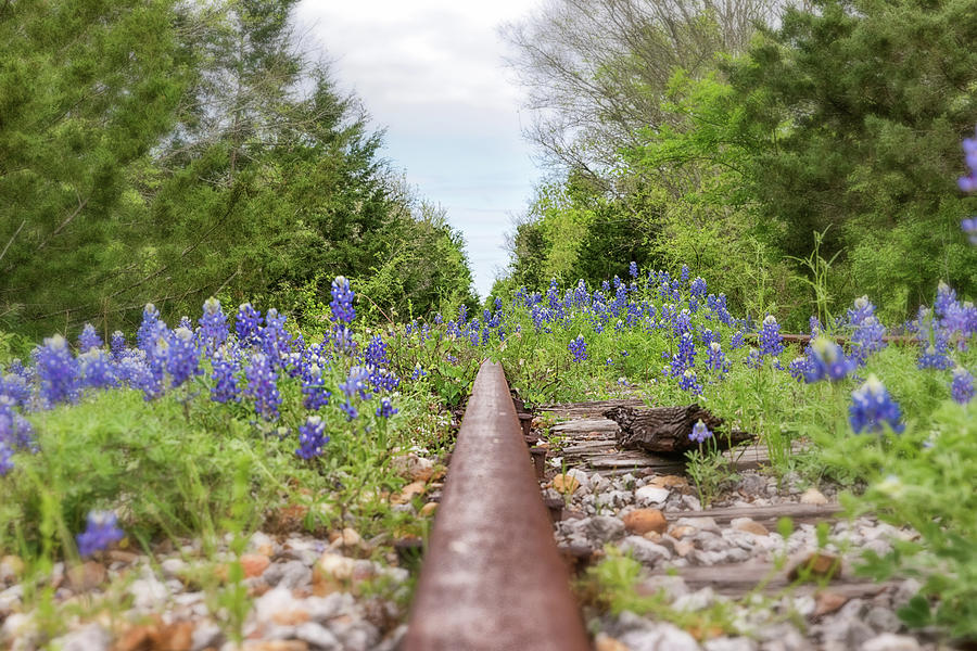 Rails and Bluebonnets 2 Photograph by Victor Culpepper