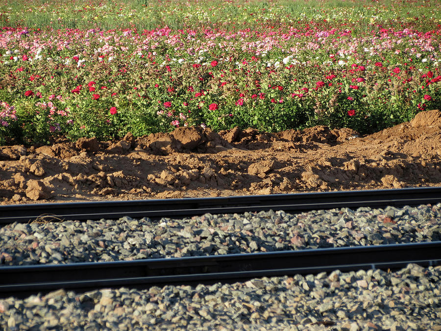 Nature Photograph - Rails and Roses by Laurel Powell