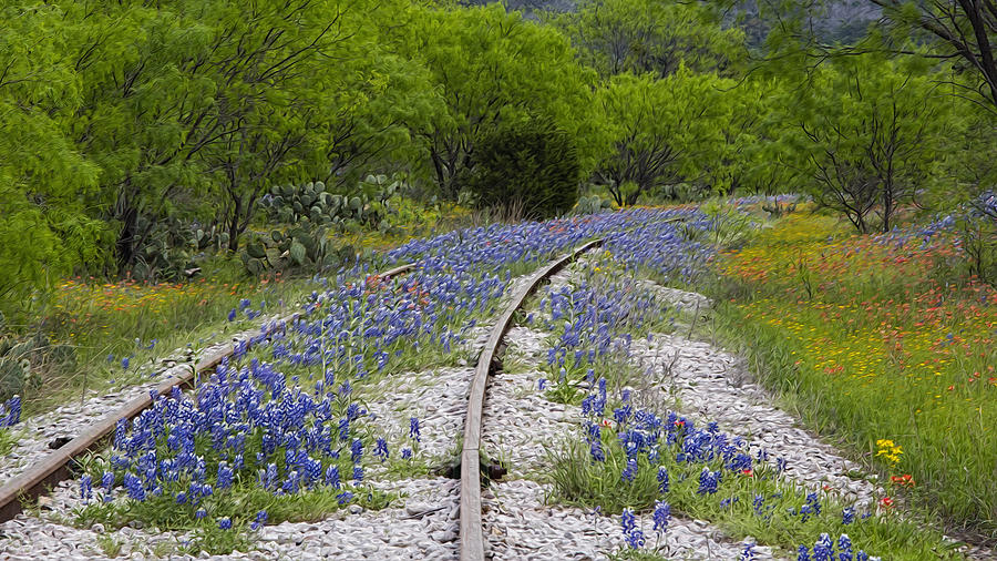 Railway Wildflowers Photograph by Stephen Stookey