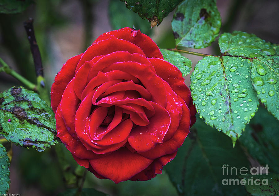 Rain And Roses Photograph by Mitch Shindelbower