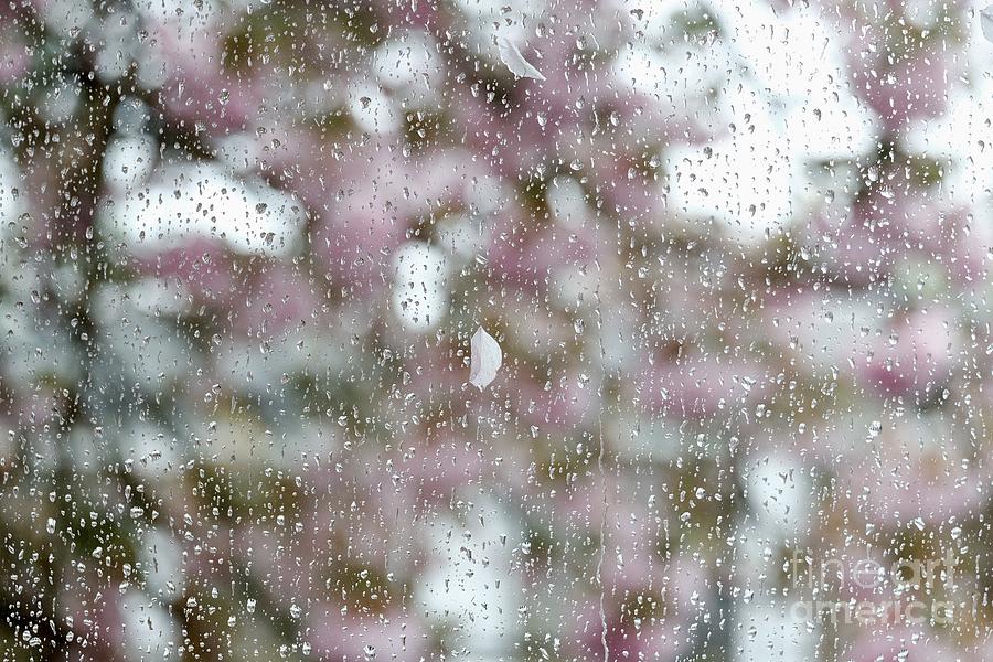 Rain and Sakura Abstract Natural Background Photograph by Marina Usmanskaya