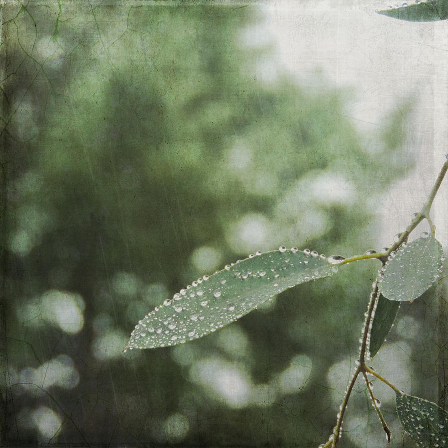 Nature Photograph - Rain Bokeh by Sally Banfill