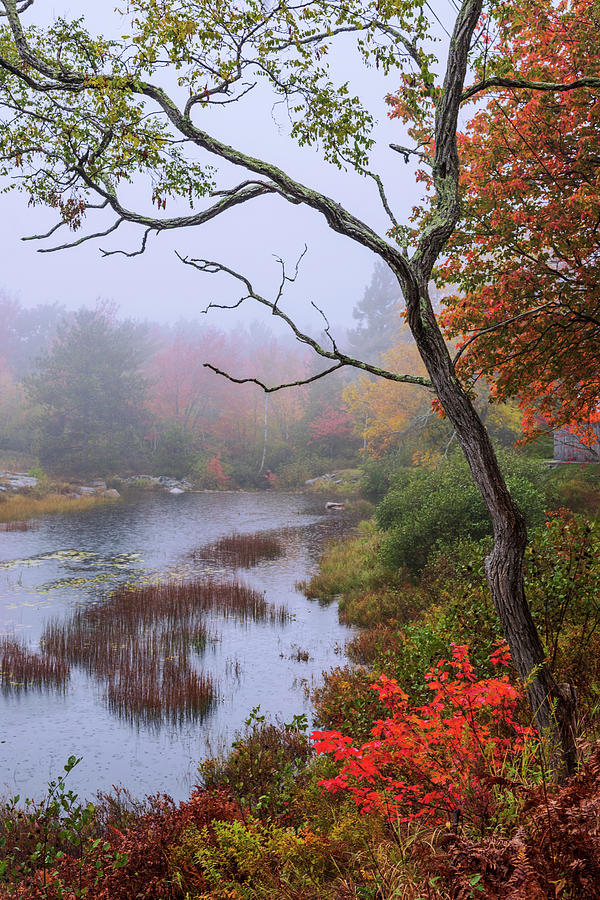 Rain Photograph by Chad Dutson