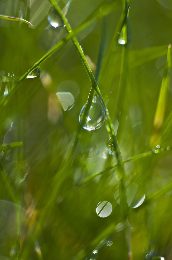 Dew On Grass Photograph by Glenn Gordon