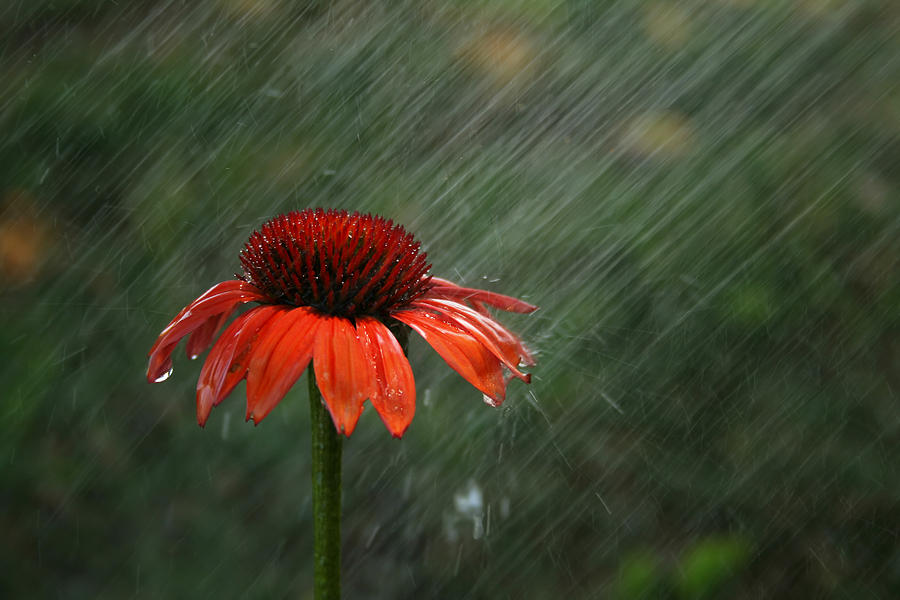 Rain Photograph by Darren Fisher