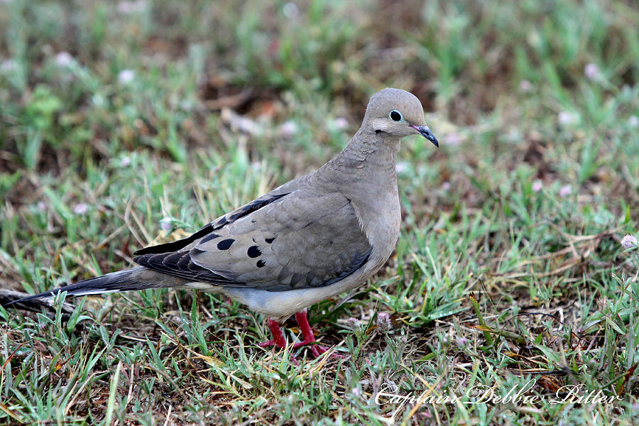 Rain Dove Photograph by Captain Debbie Ritter - Fine Art America