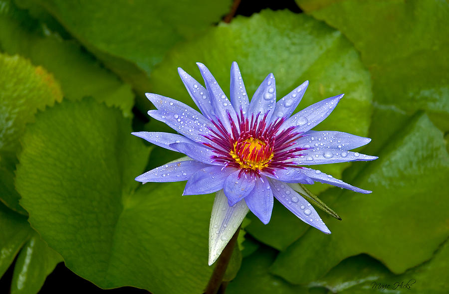 Rain Drenched Blue Lotus in Grand Cayman Photograph by Marie Hicks