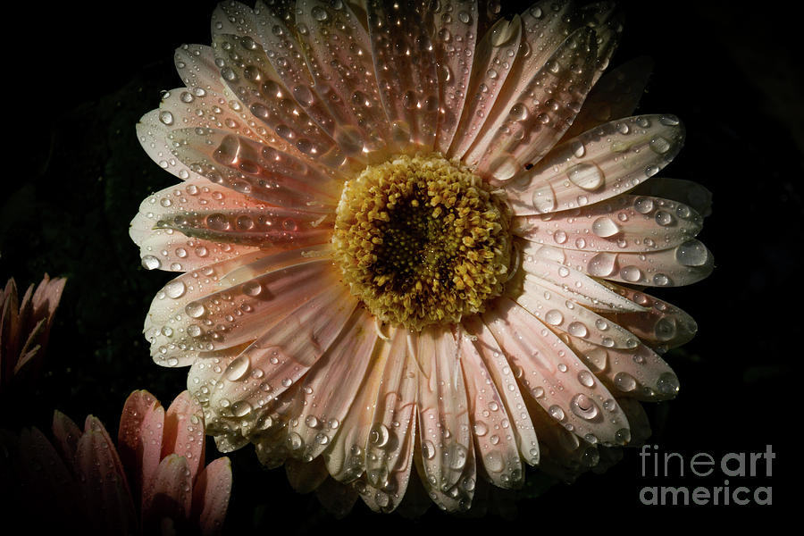 Rain Drenched Daisy Photograph by William Norton