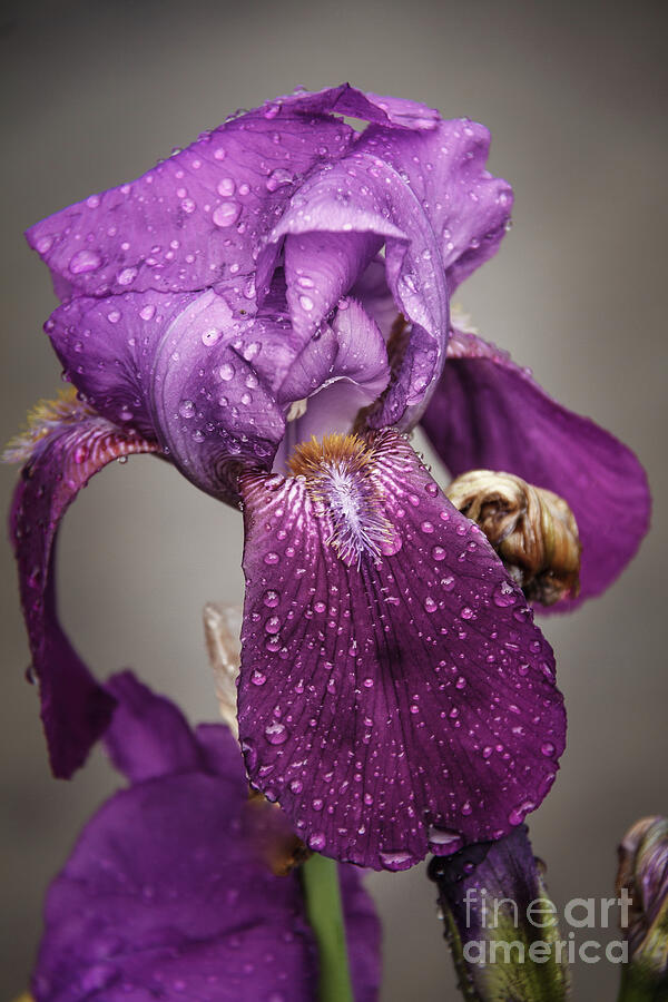 Iris Photograph - Rain Drop Iris by Robert Bales