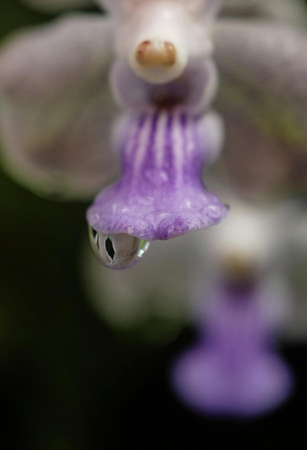 Rain drop Photograph by Jocelyn Kahawai