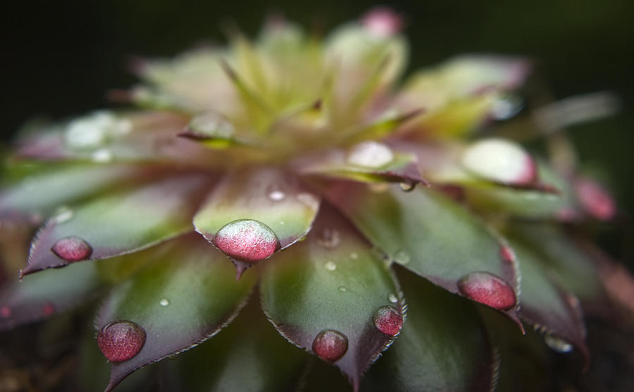 Rain drop on Cactus Photograph by Steve Somerville