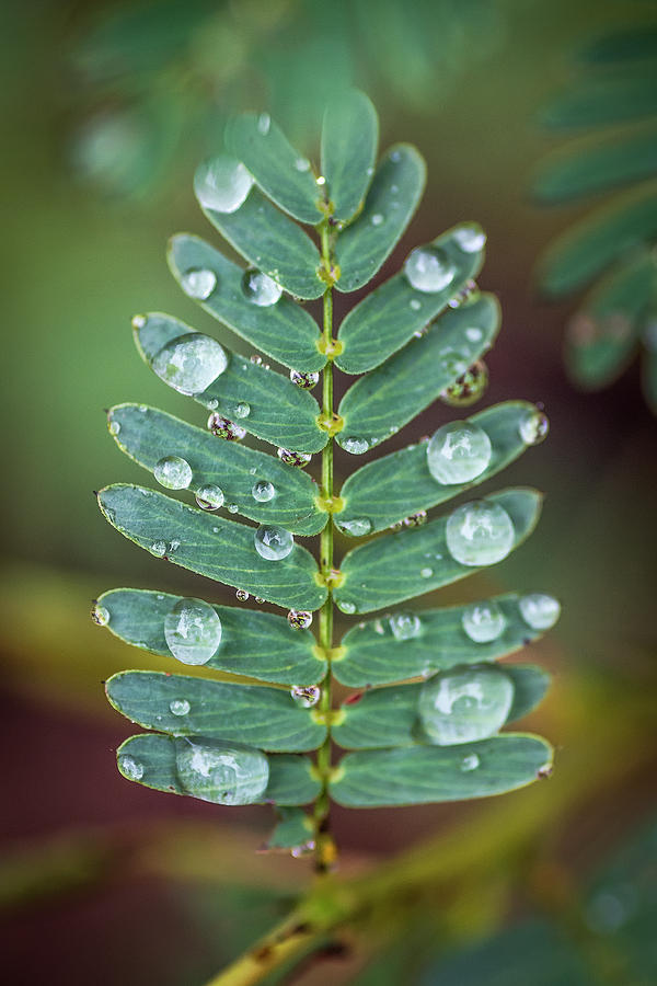 Nature Photograph - Rain Drop on Leaf by Kanokwalee Pusitanun