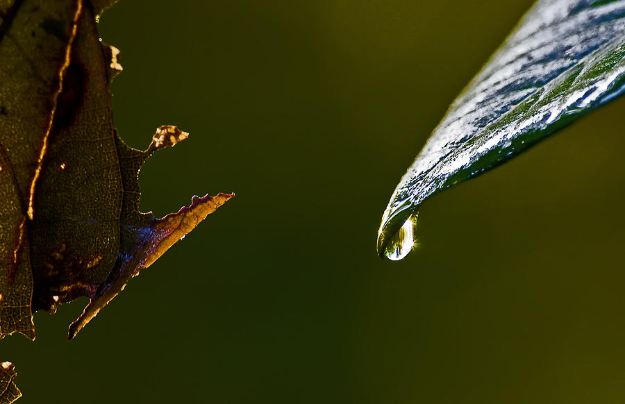 Rain Drop On Leaf Photograph by Michael Whitaker - Fine Art America