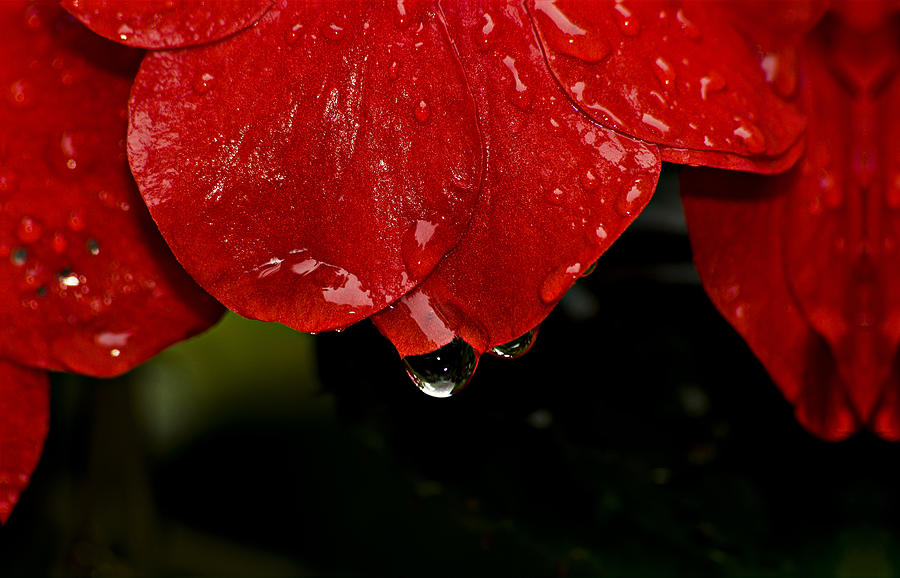 Rain Drop on Red Flower Photograph by Michael Whitaker