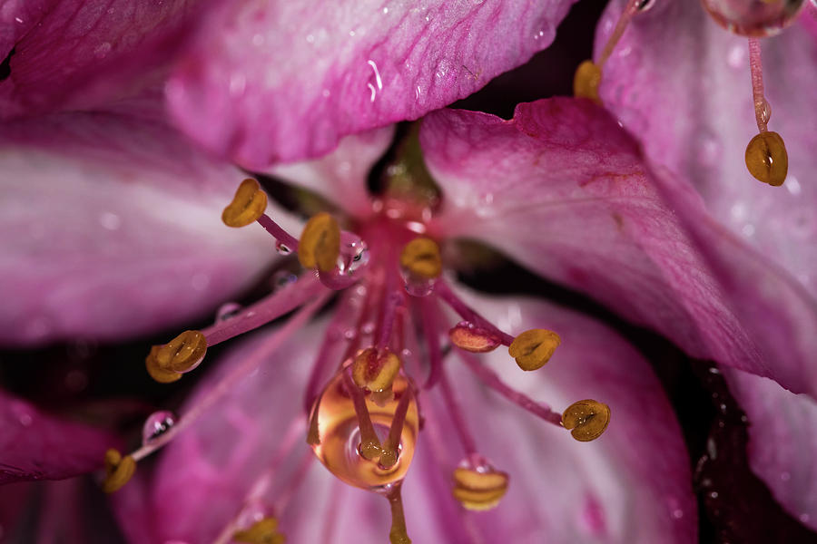 Rain Drop on the Flower Photograph by Jay Stockhaus