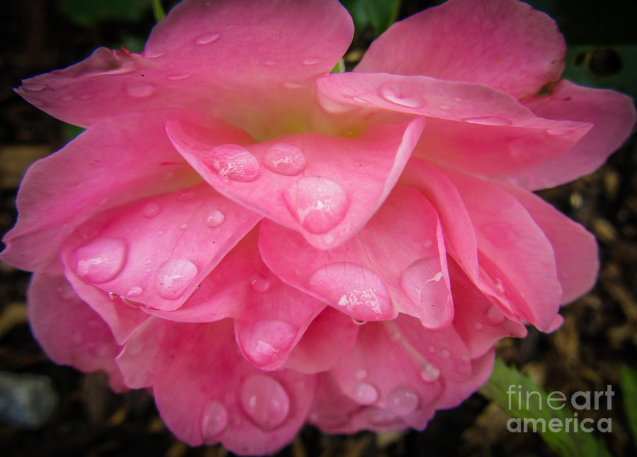 Rain Drop Rose Photograph by Cheryl Baxter