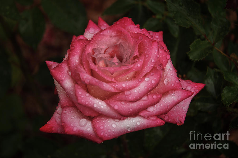 Rain Drop Rose Photograph by Robert Bales