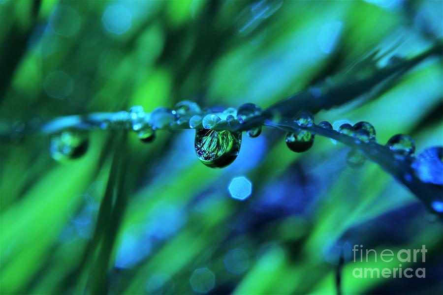 Rain Droplet Abstract Photograph