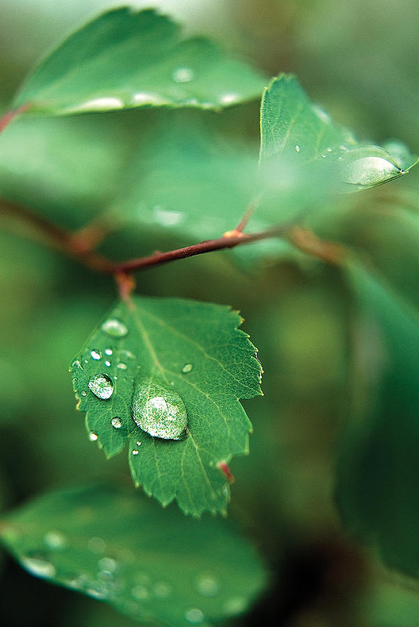 Rain Droplet on Leaf Photograph by Steve Somerville